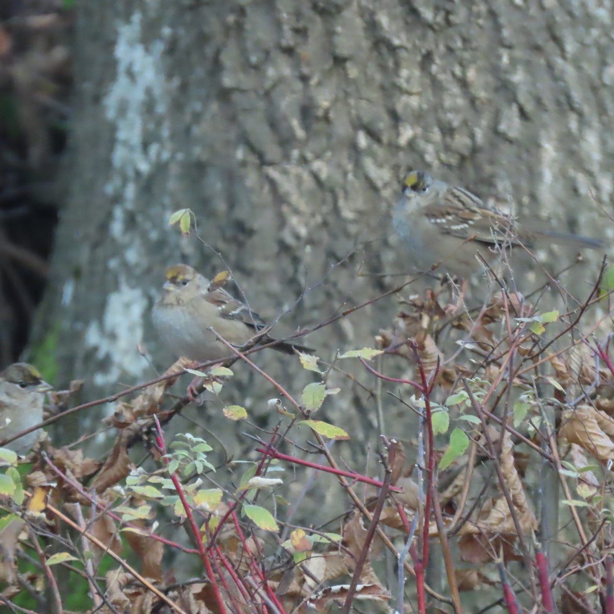 Golden-crowned Sparrow - ML647773340