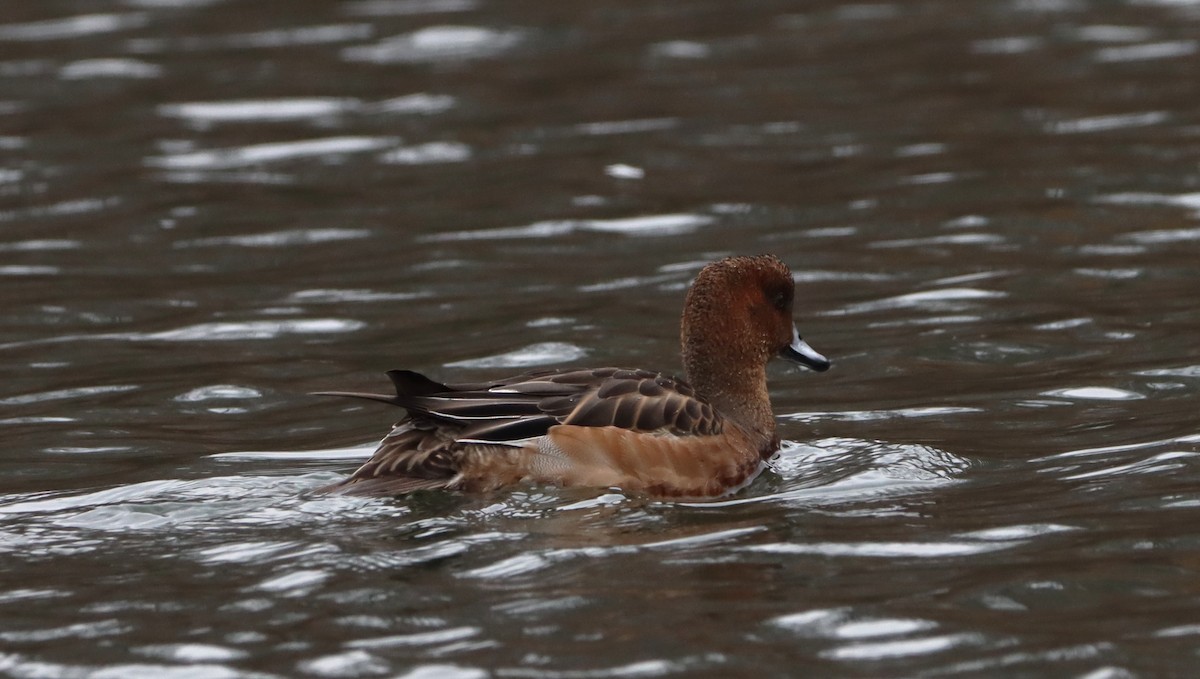 Eurasian Wigeon - ML647773341