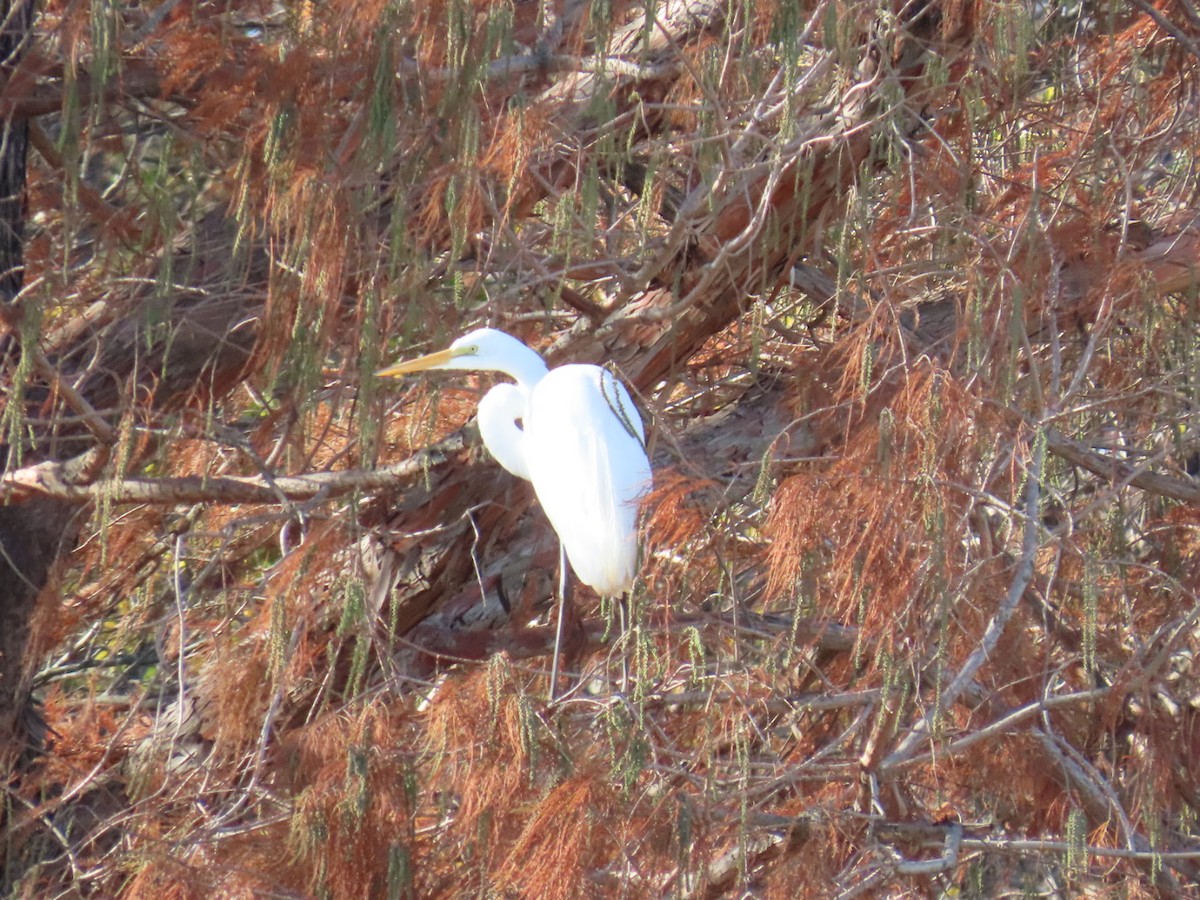 Great Egret - ML647773342