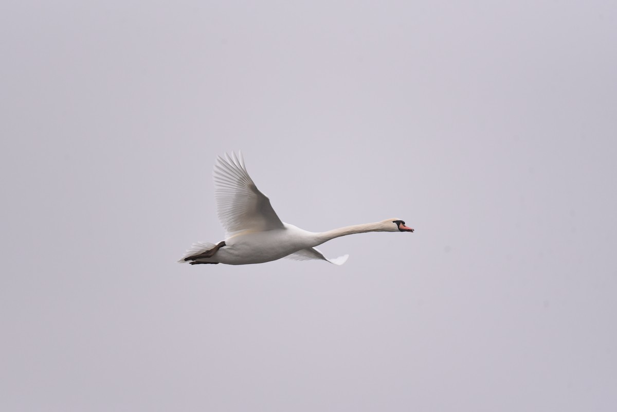 Mute Swan - ML647773343