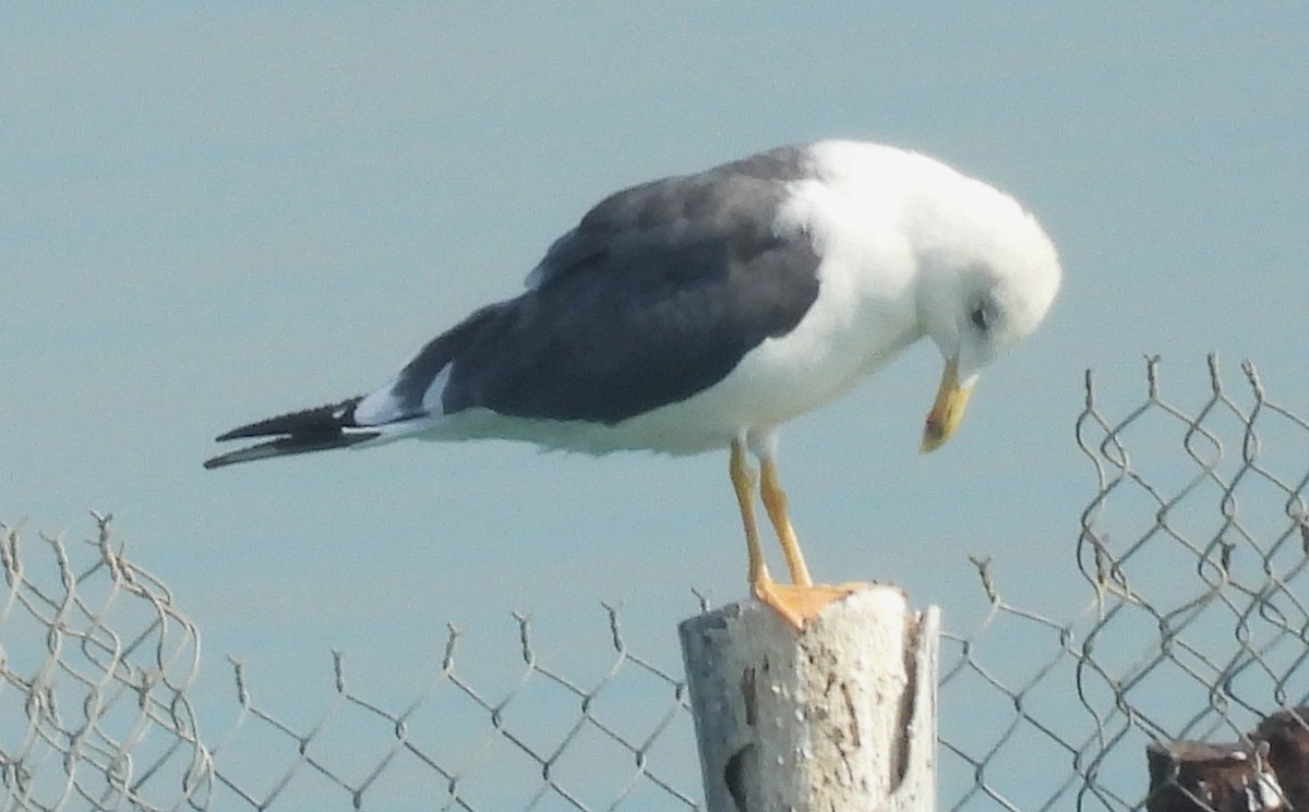 Lesser Black-backed Gull (Heuglin's) - ML647773344