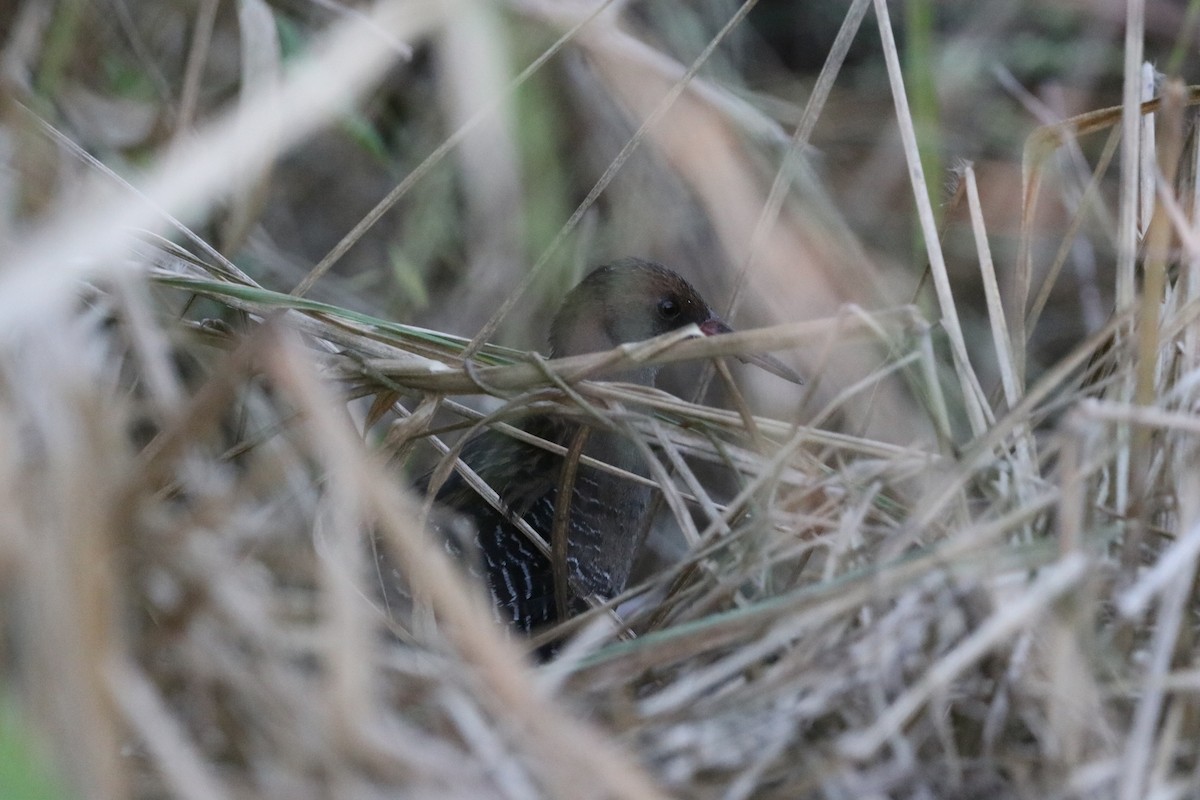 Lewin's Rail - ML647773345