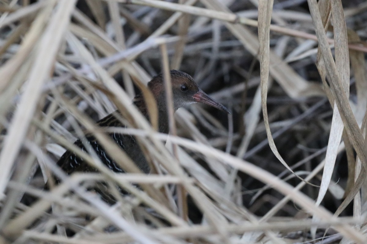 Lewin's Rail - ML647773346