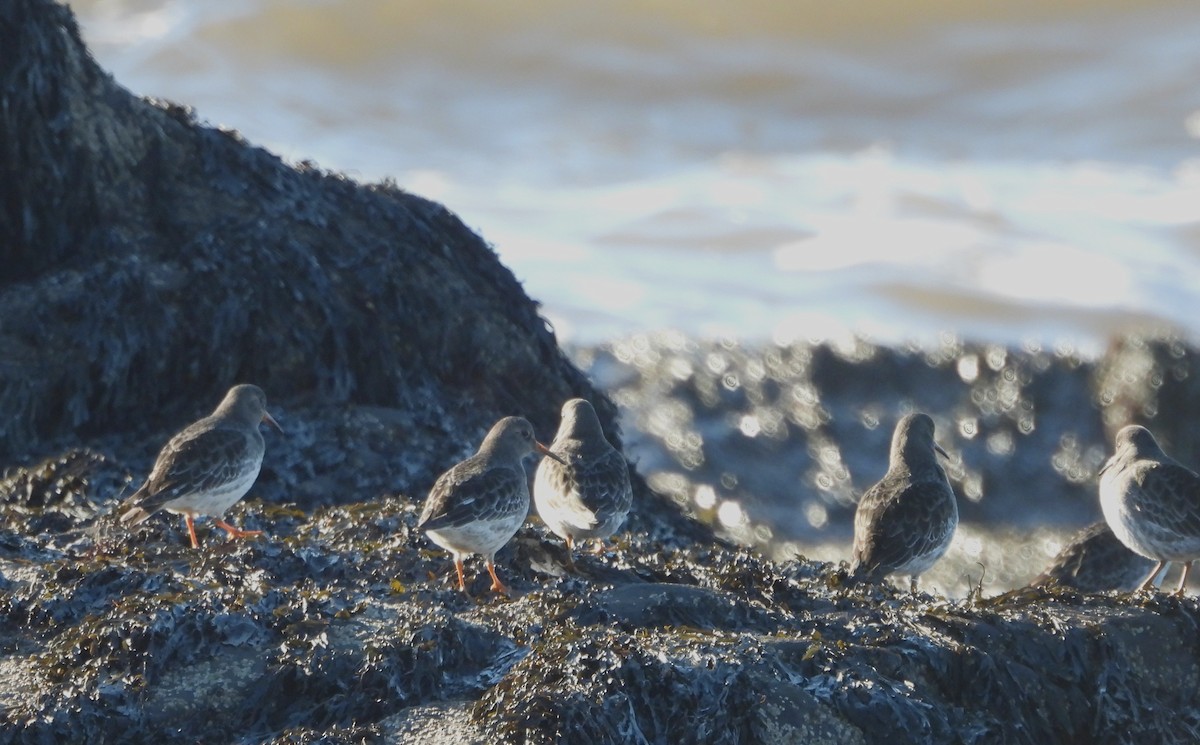 Purple Sandpiper - ML647773347