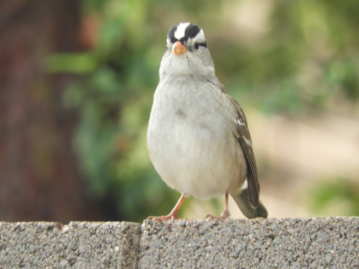 White-crowned Sparrow - ML647773355