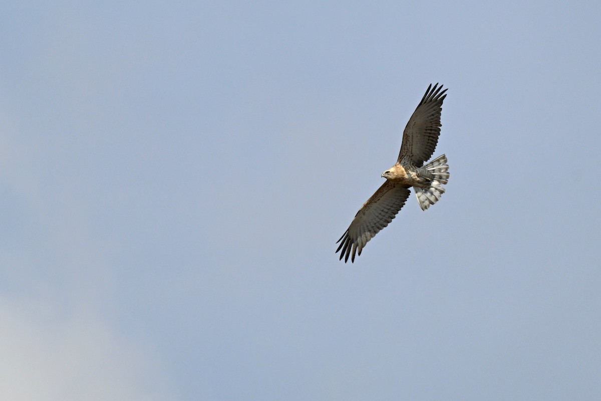 Short-toed Snake-Eagle - ML647773357
