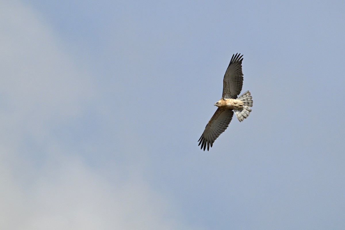 Short-toed Snake-Eagle - ML647773359