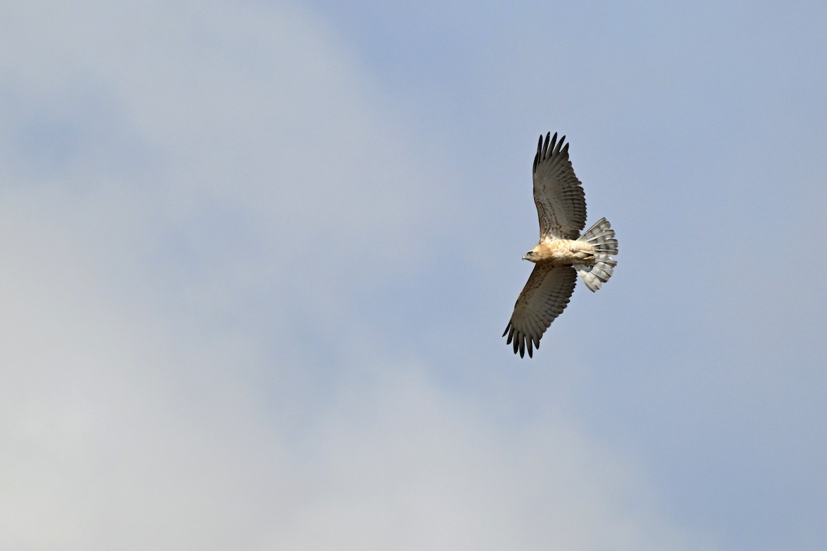 Short-toed Snake-Eagle - ML647773362
