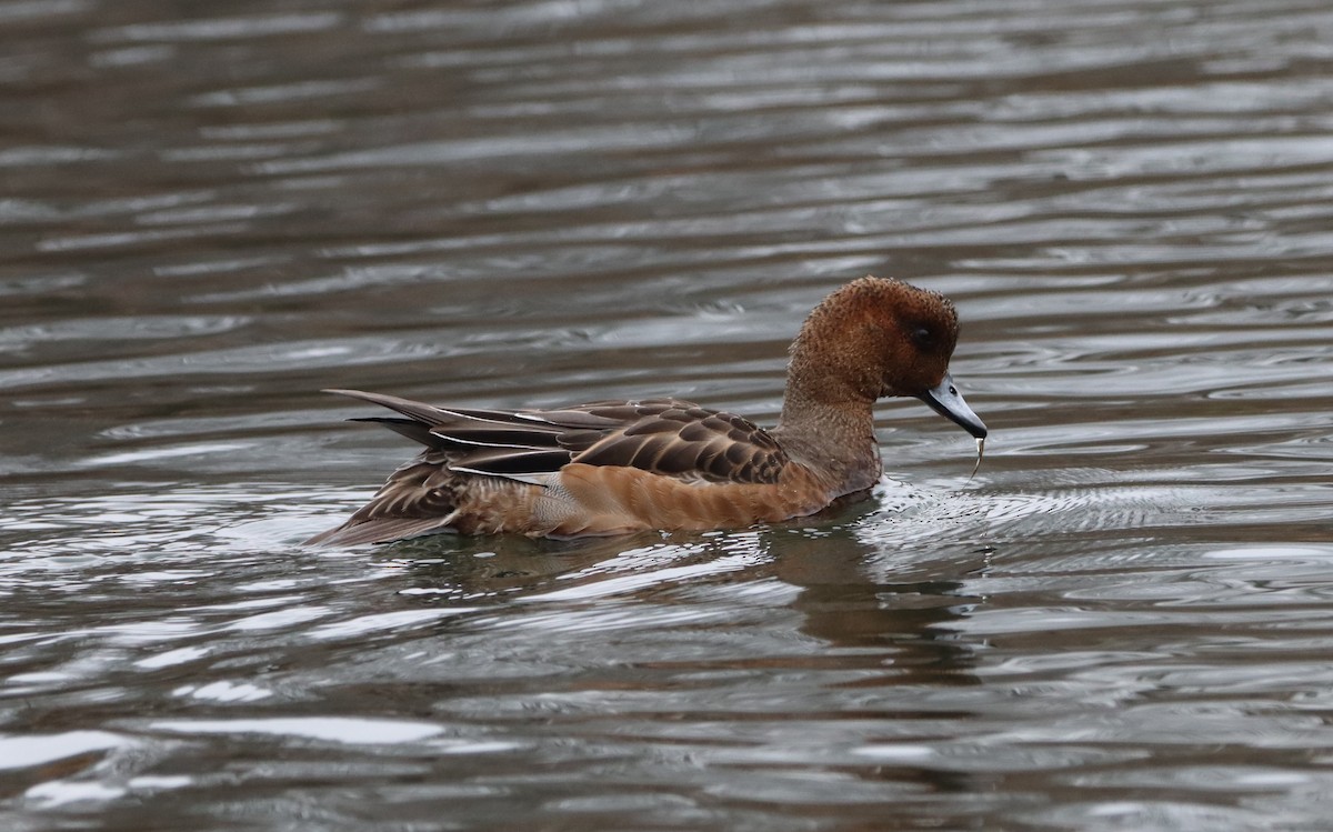 Eurasian Wigeon - ML647773363