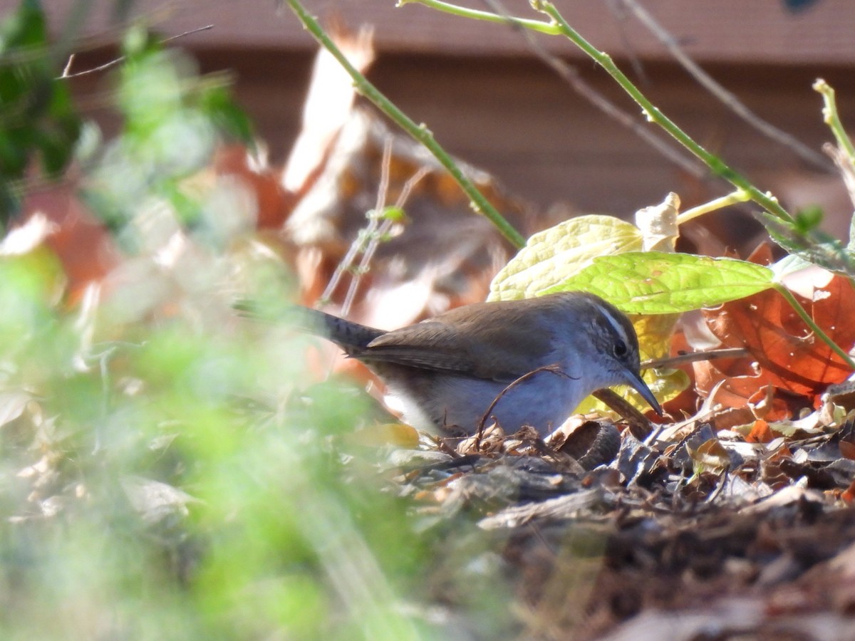 Bewick's Wren - ML647773365