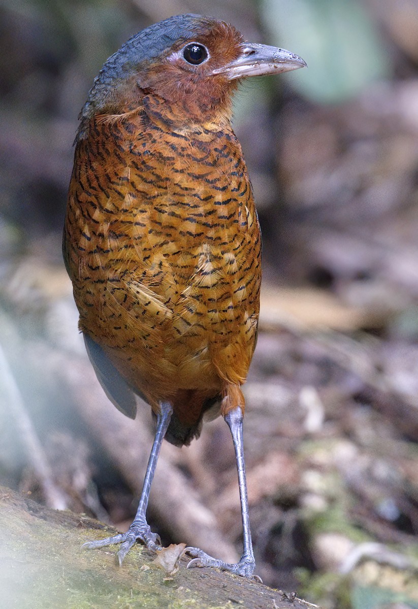 kjempemaurpitta - ML647773397