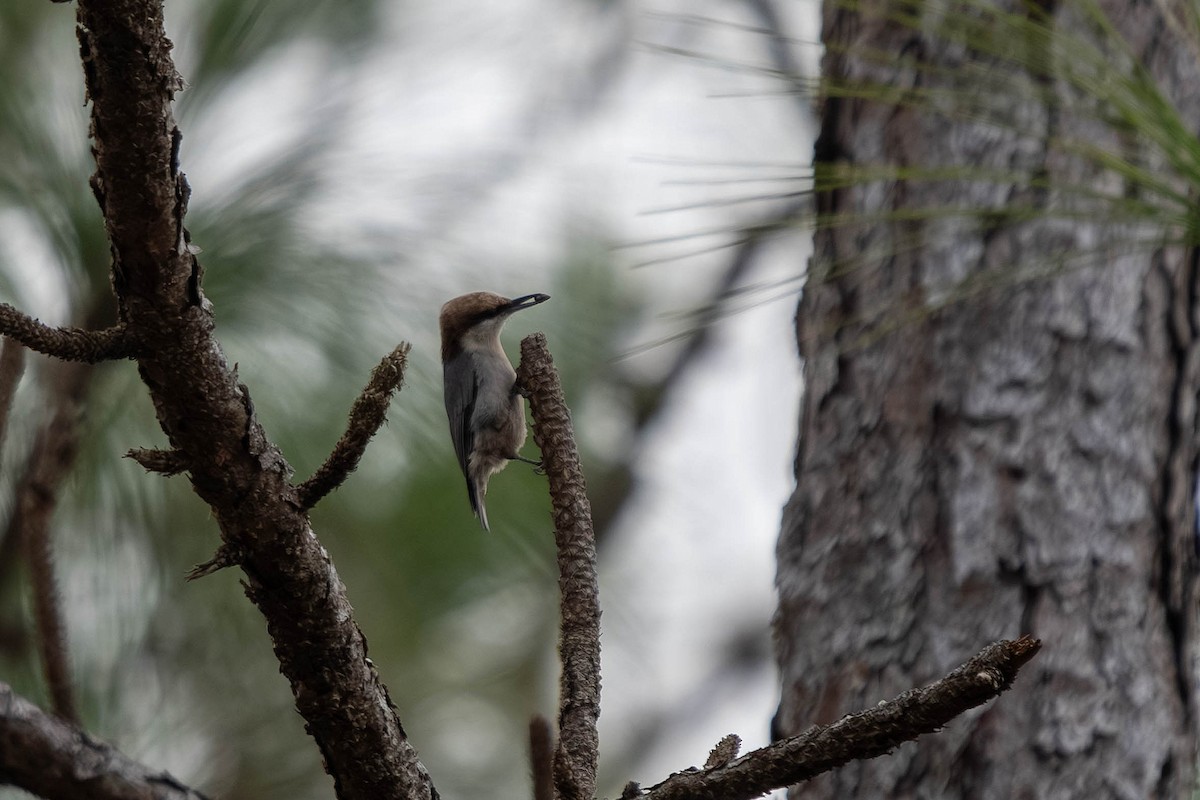 Brown-headed Nuthatch - ML647773404