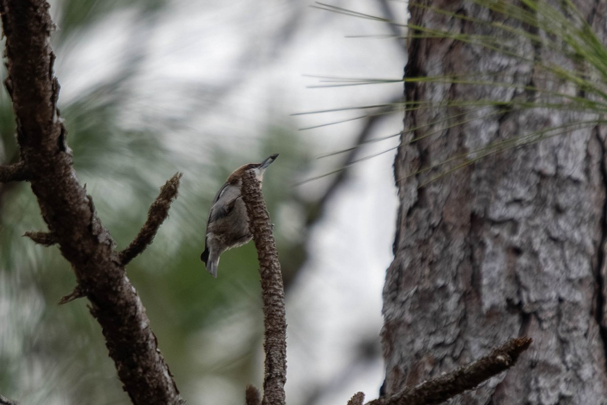 Brown-headed Nuthatch - ML647773405