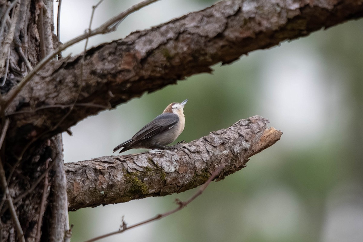 Brown-headed Nuthatch - ML647773406