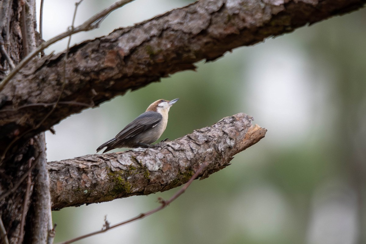 Brown-headed Nuthatch - ML647773407