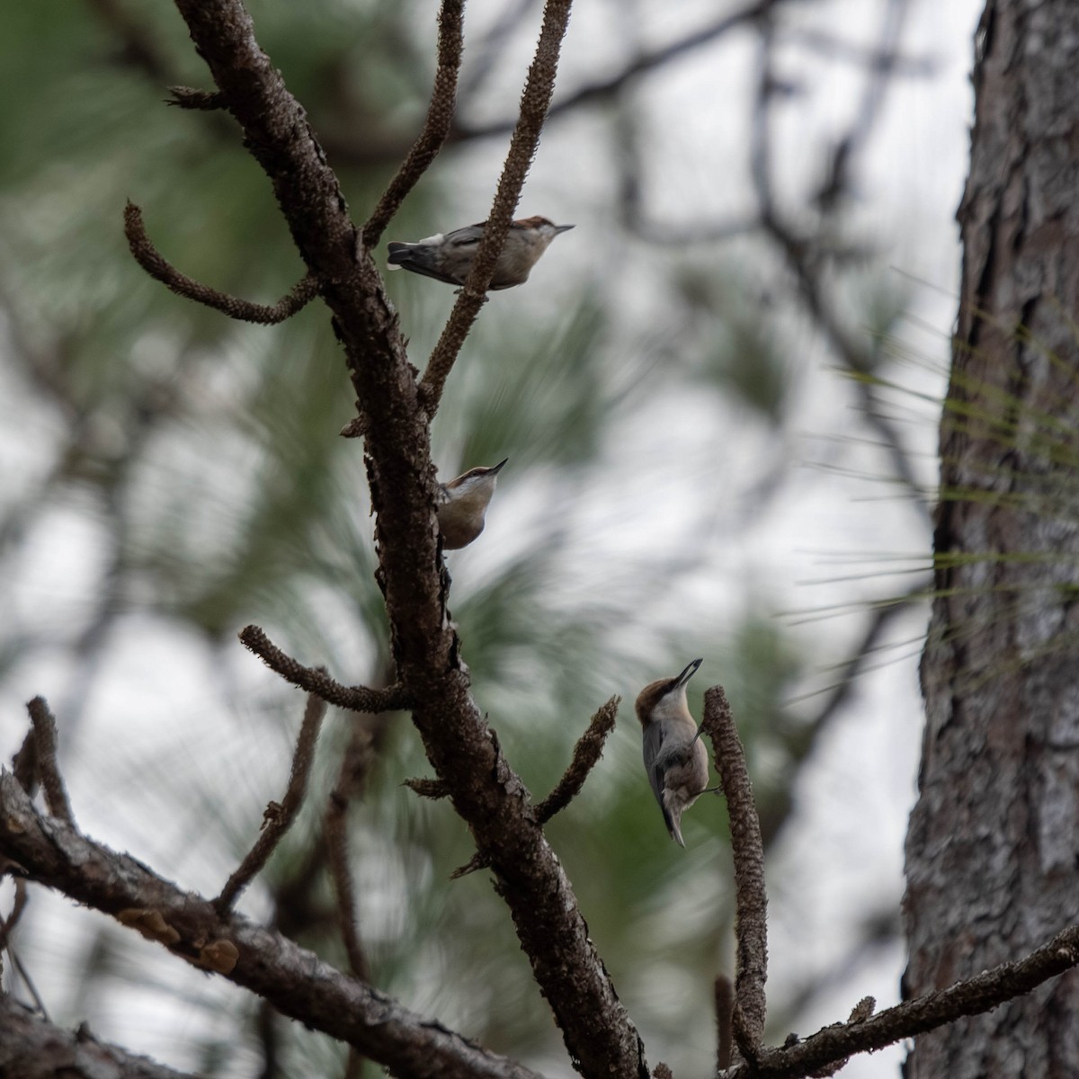 Brown-headed Nuthatch - ML647773408