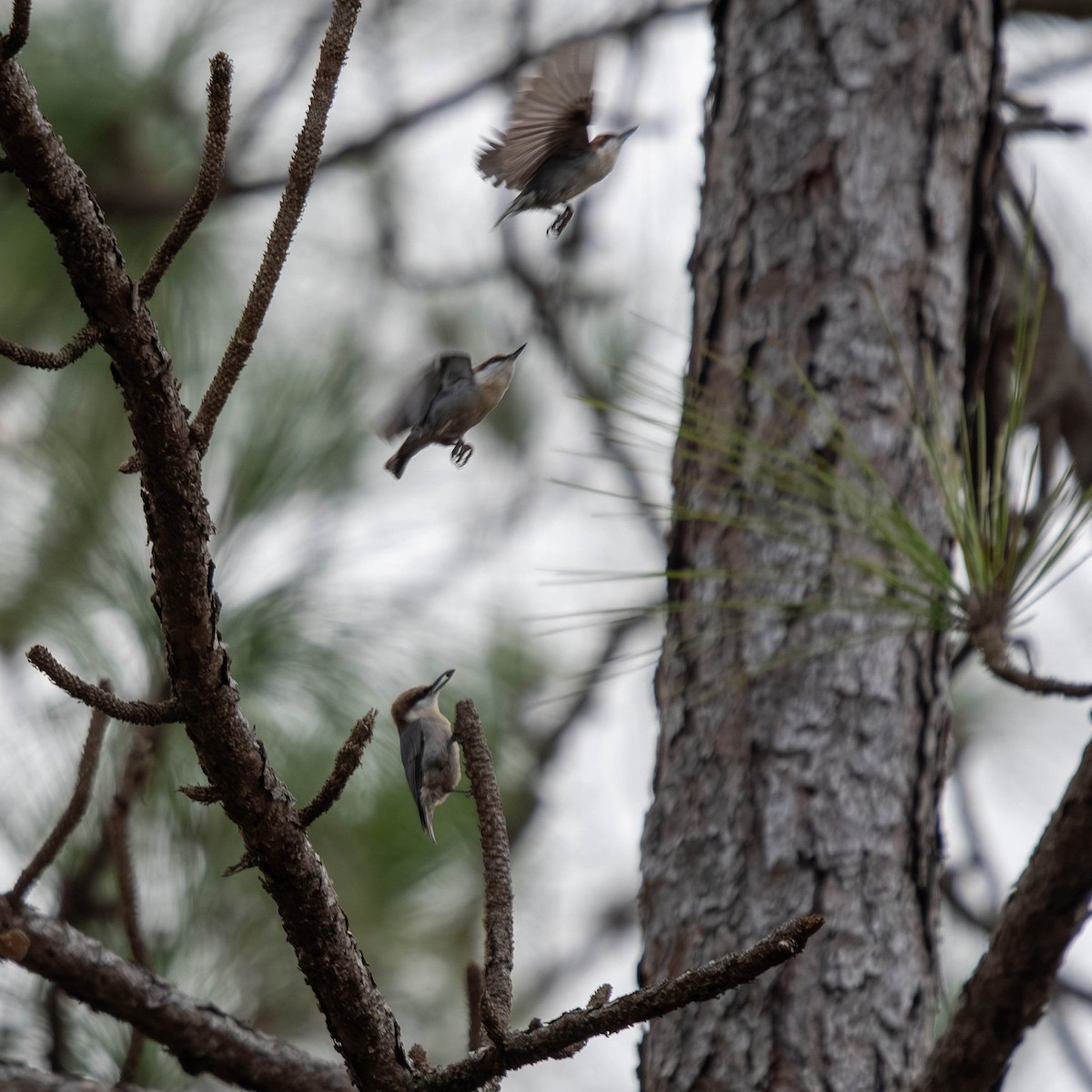 Brown-headed Nuthatch - ML647773409