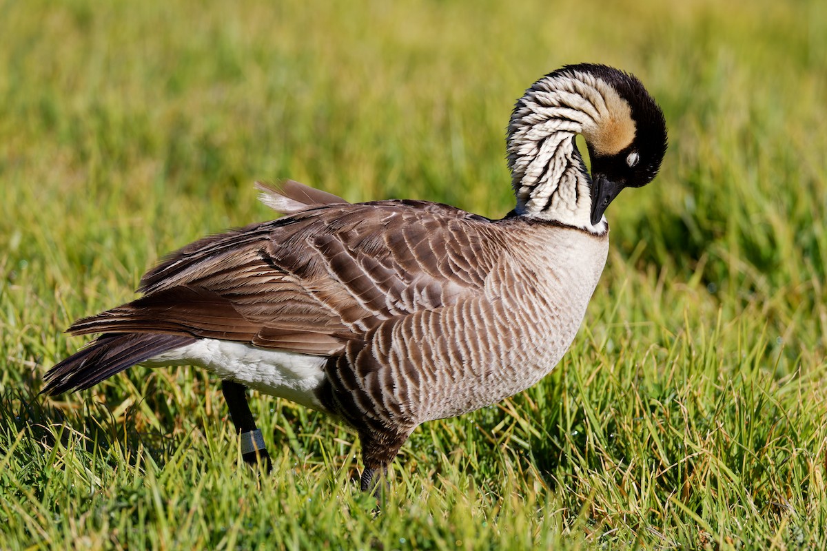 Hawaiian Goose - ML647773411