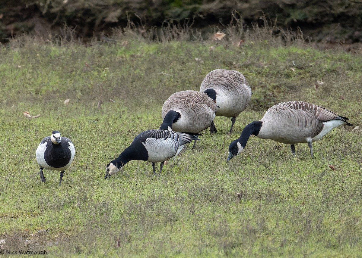 Barnacle Goose - ML647773413