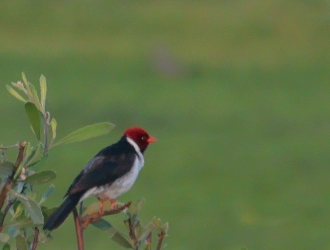 Yellow-billed Cardinal - ML647773415