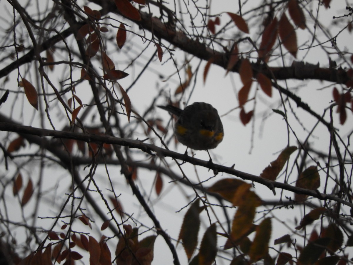 Yellow-rumped Warbler - ML647773416