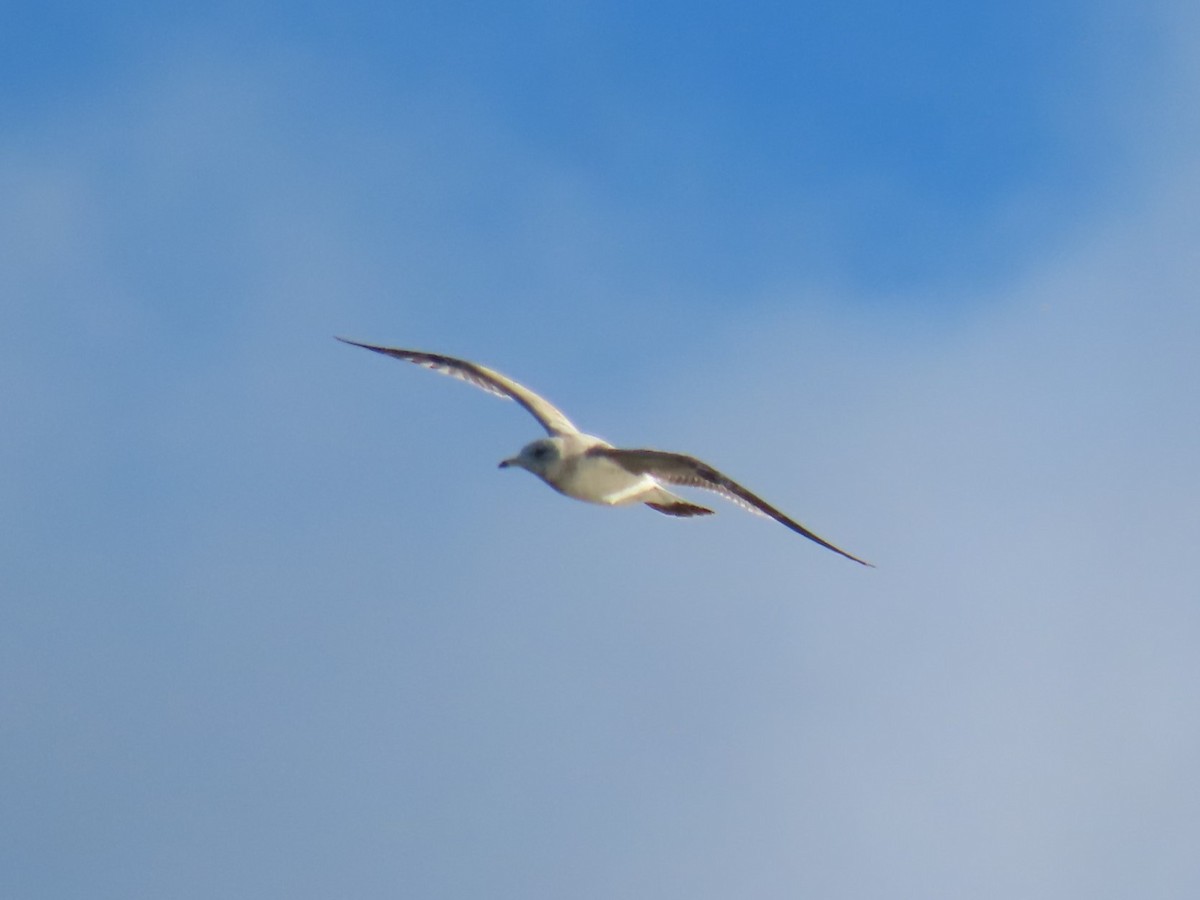 歐亞海鷗 - ML647773417