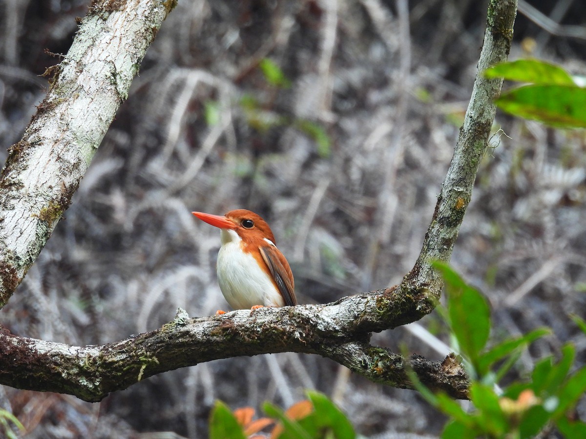 Madagascar Pygmy Kingfisher - ML647773418