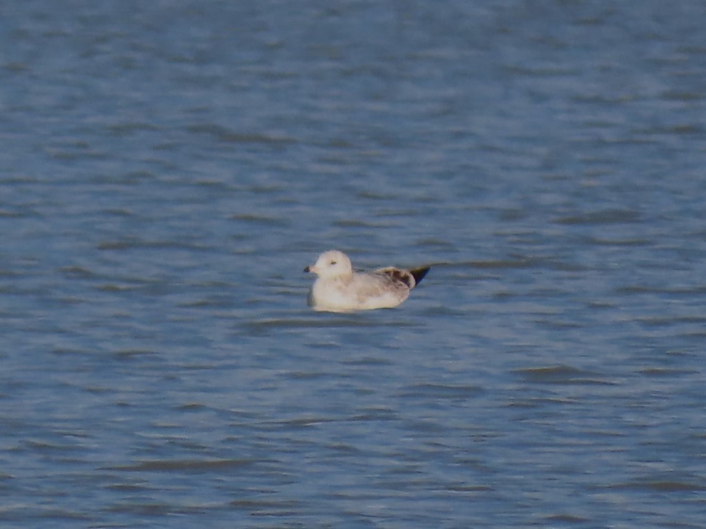 歐亞海鷗 - ML647773419