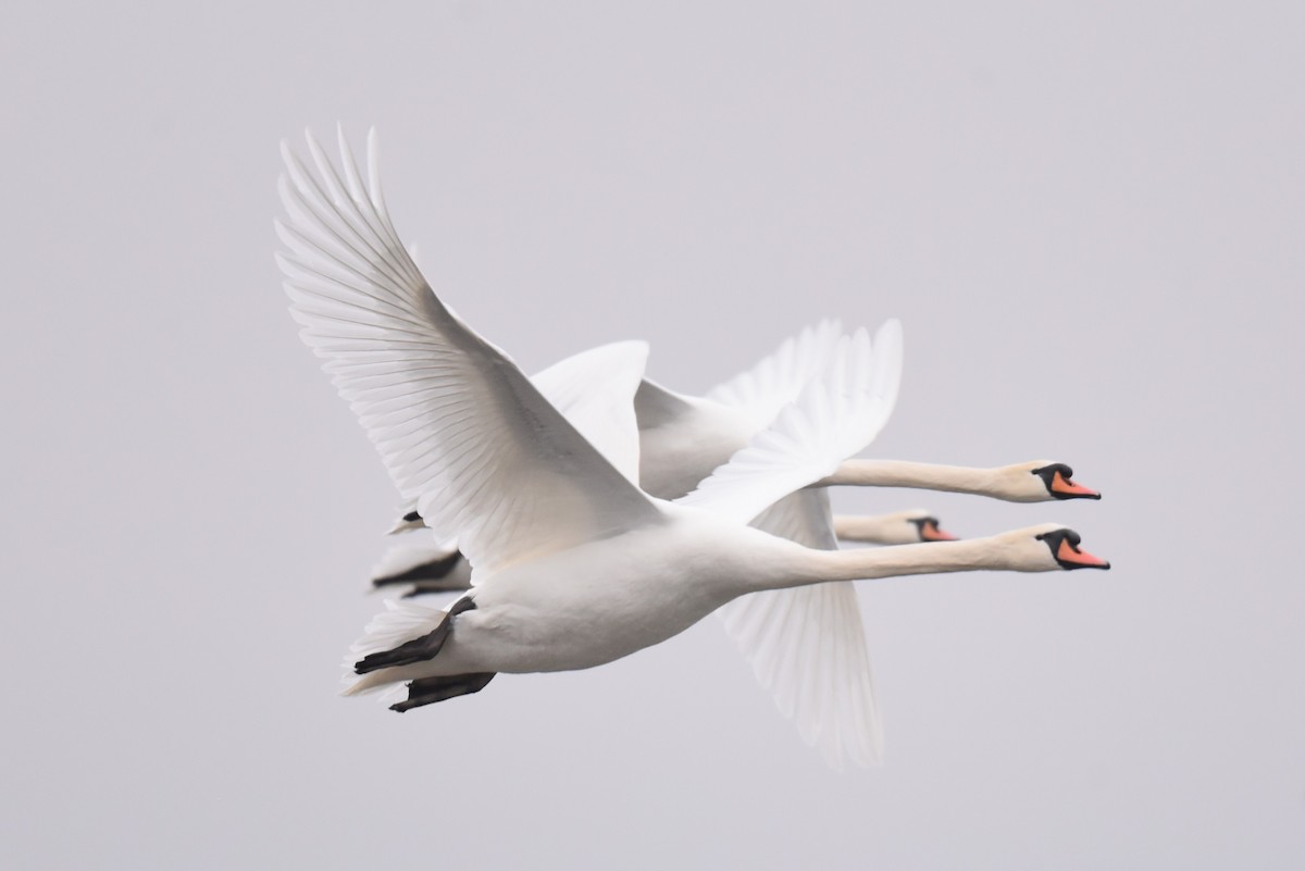 疣鼻天鵝 - ML647773420