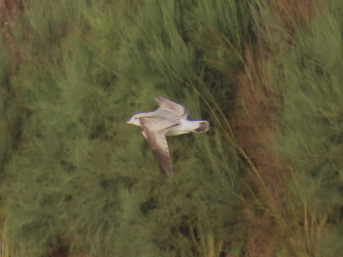 歐亞海鷗 - ML647773421