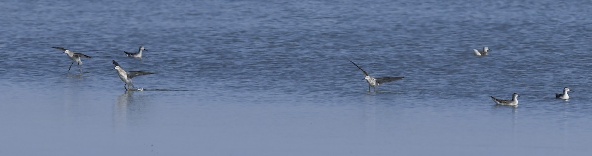 Wilson's Phalarope - ML647773423