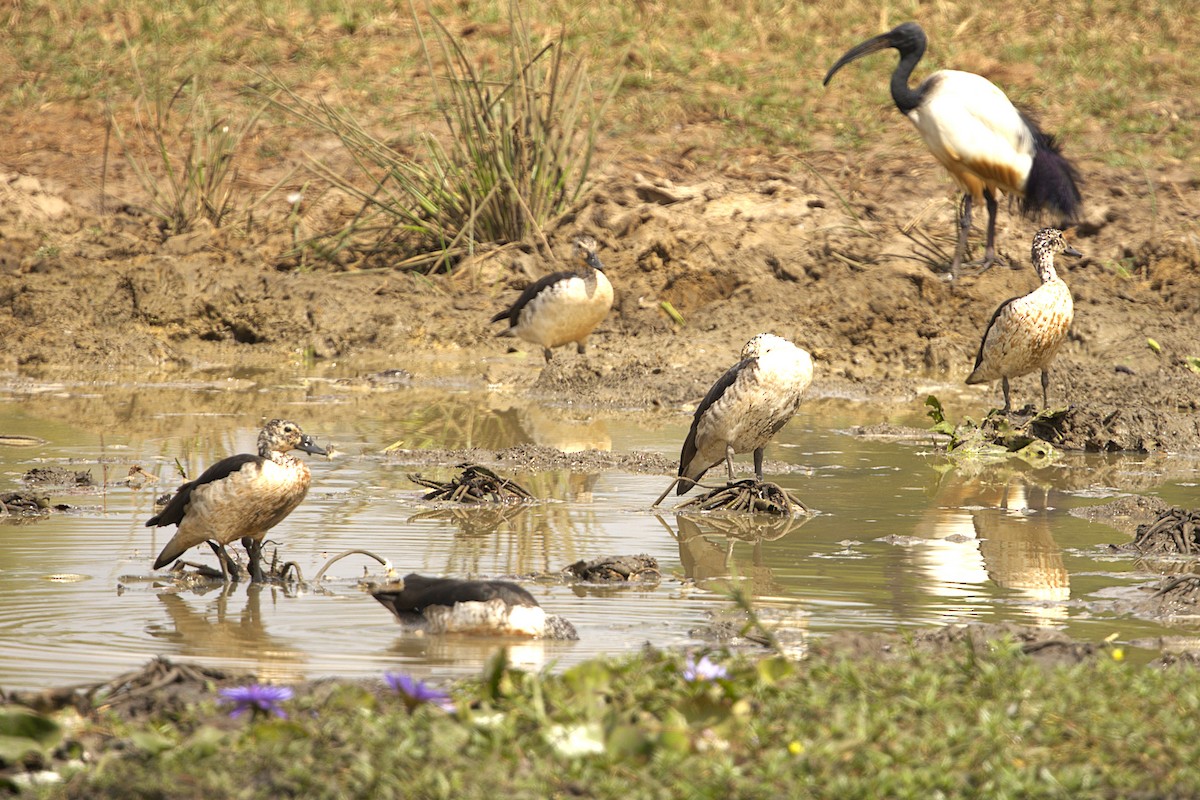 Knob-billed Duck - ML647773424