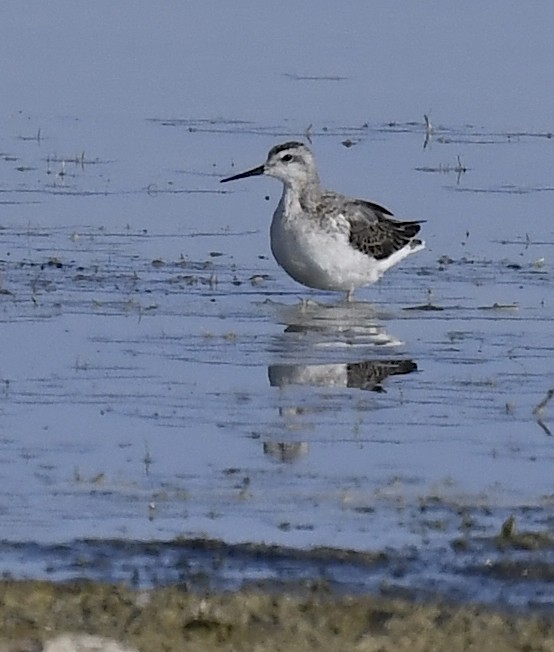 Wilson's Phalarope - ML647773425