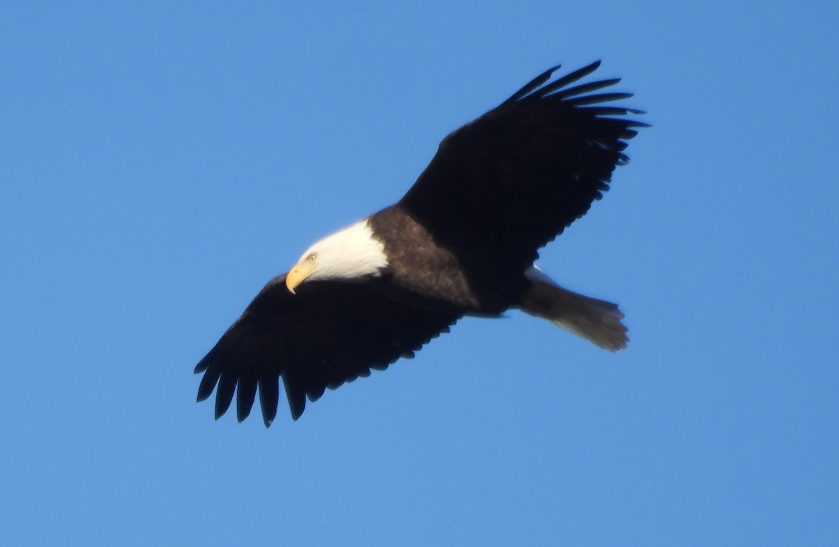 Bald Eagle - ML647773426