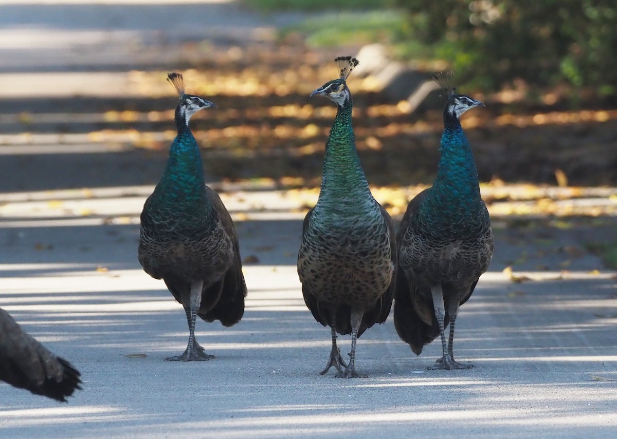 藍孔雀 - ML647773427