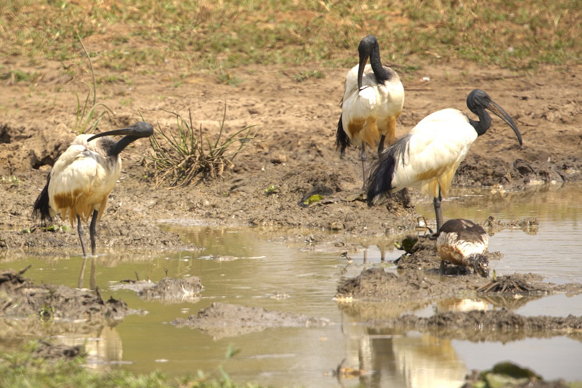 埃及聖䴉 - ML647773428