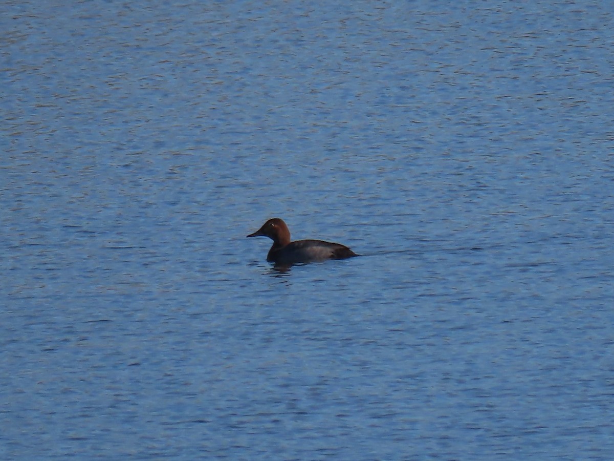 紅頭潛鴨 - ML647773429