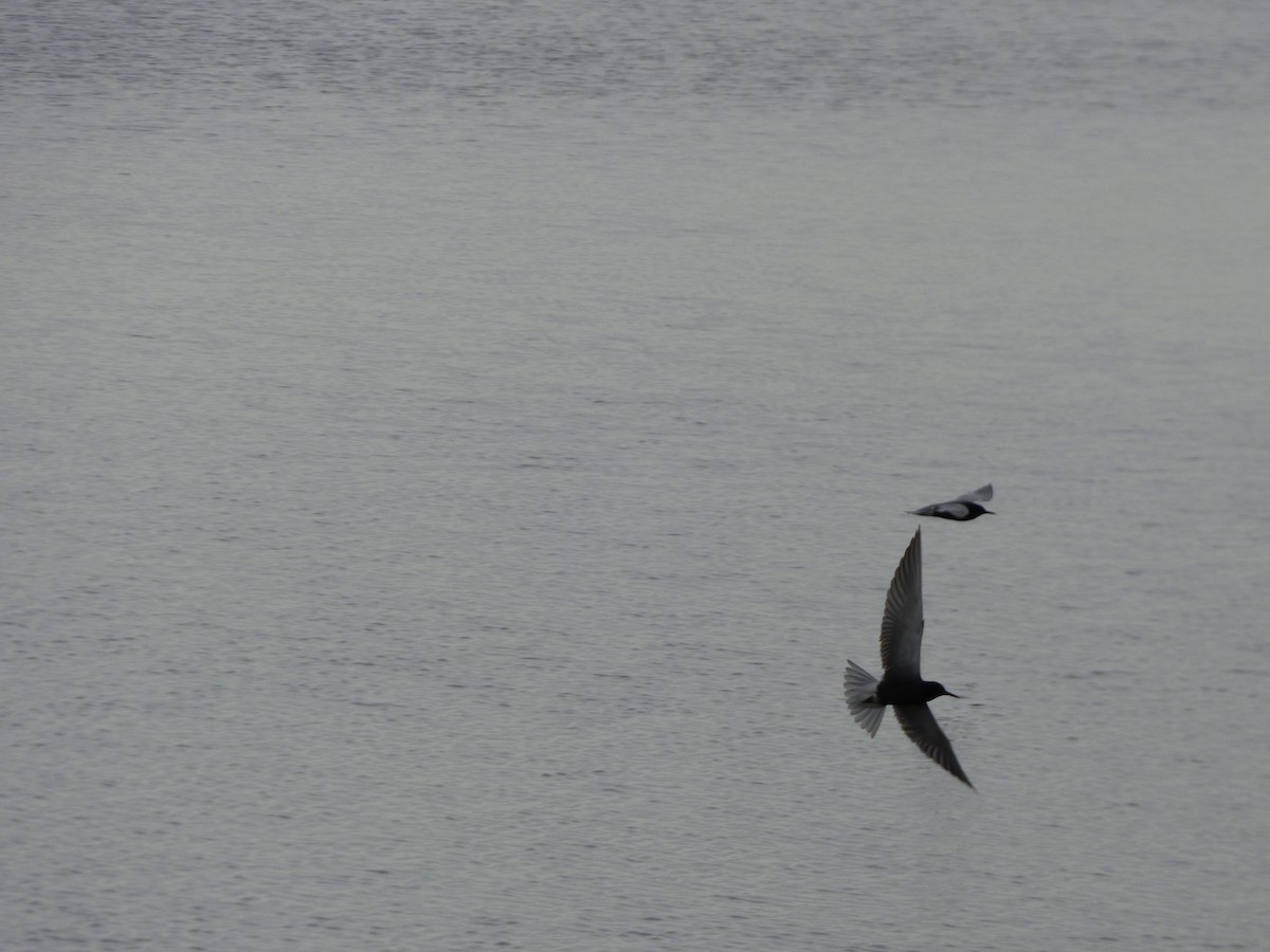 黑浮鷗 - ML647773430