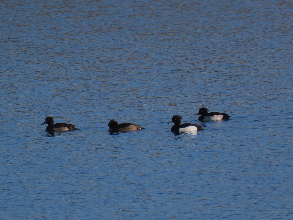 鳳頭潛鴨 - ML647773431