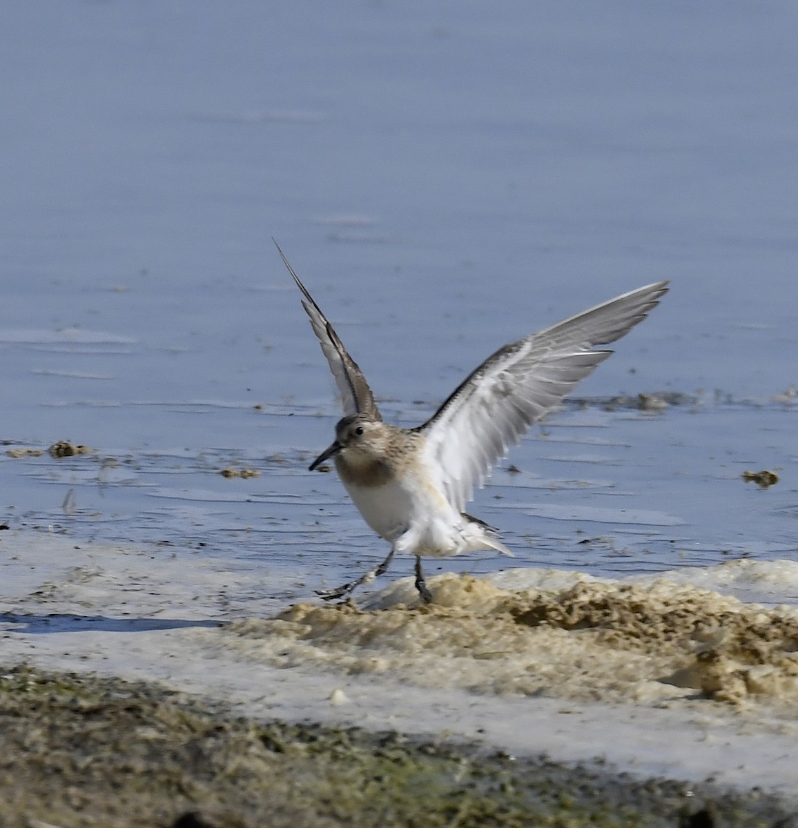 Baird's Sandpiper - ML647773432