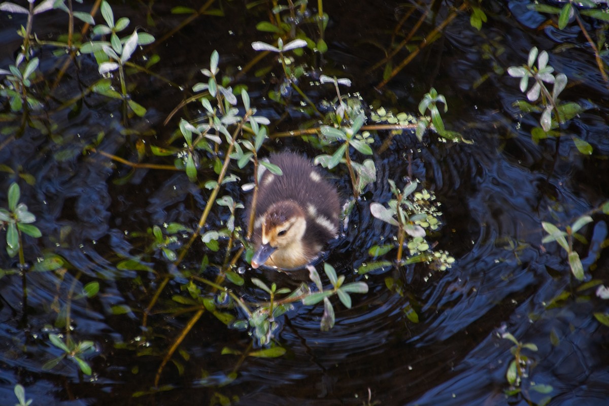 番鴨(馴化)(薑母鴨) - ML647773433