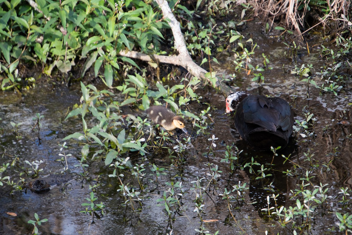 番鴨(馴化)(薑母鴨) - ML647773434