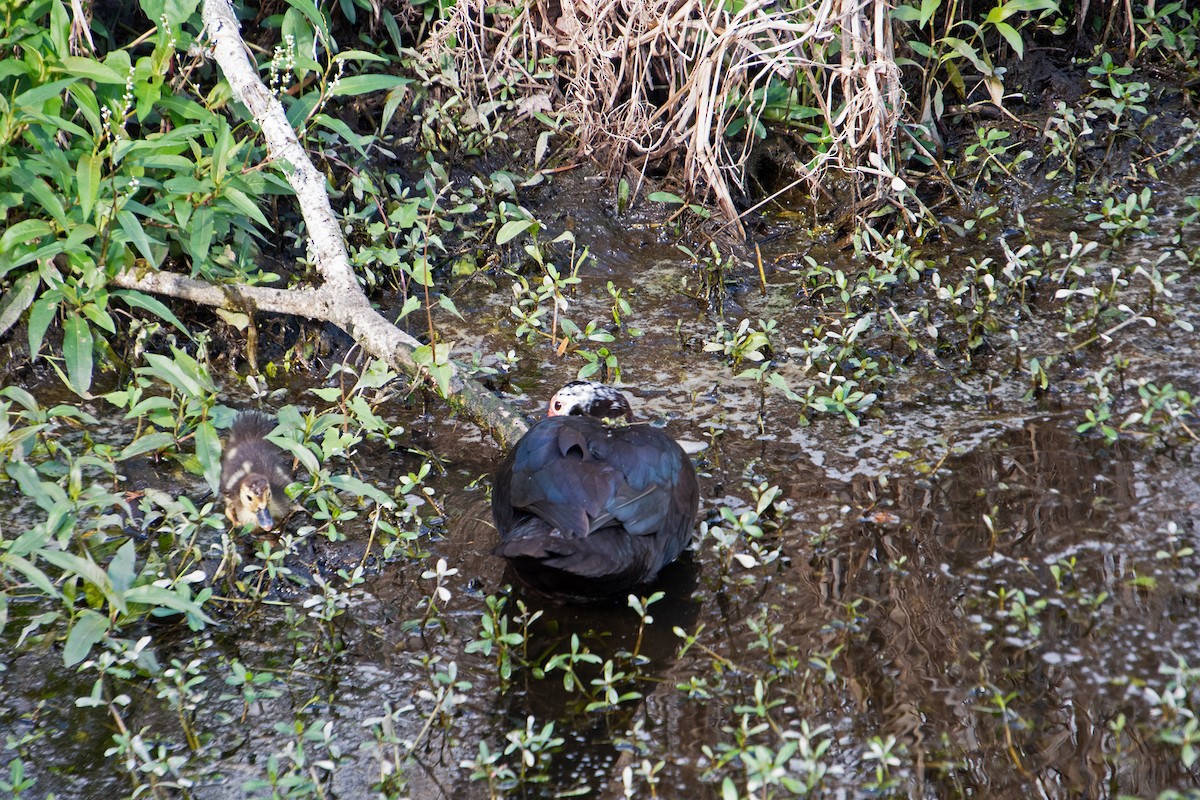 番鴨(馴化)(薑母鴨) - ML647773435