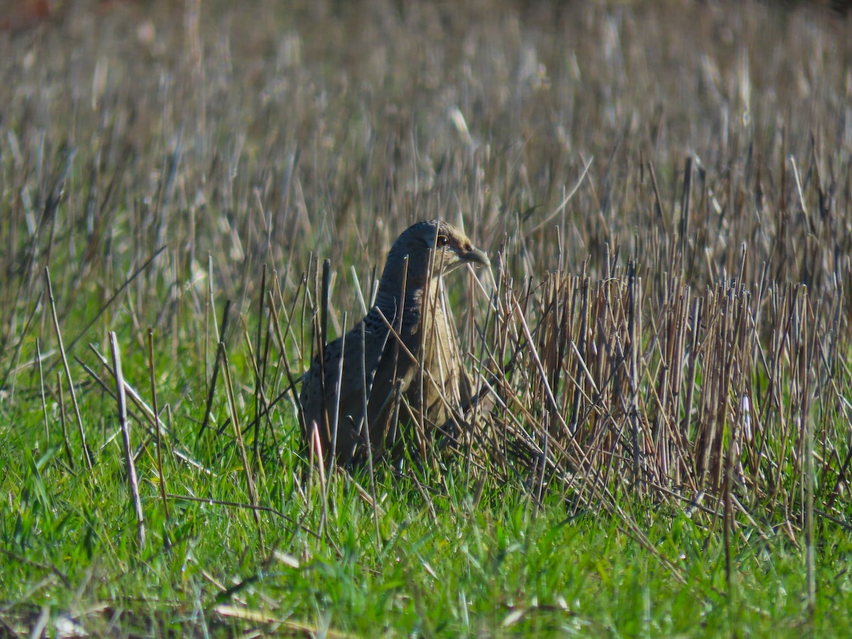 環頸雉 - ML647773437