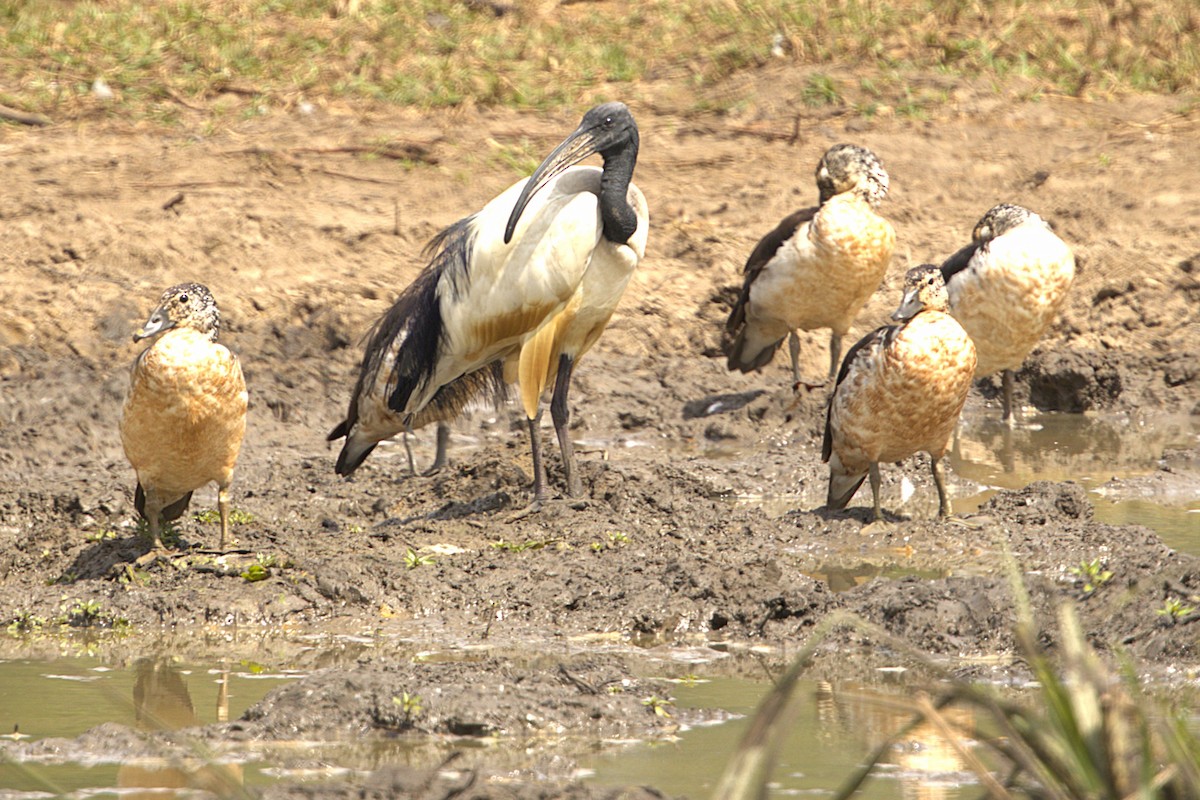 埃及聖䴉 - ML647773438