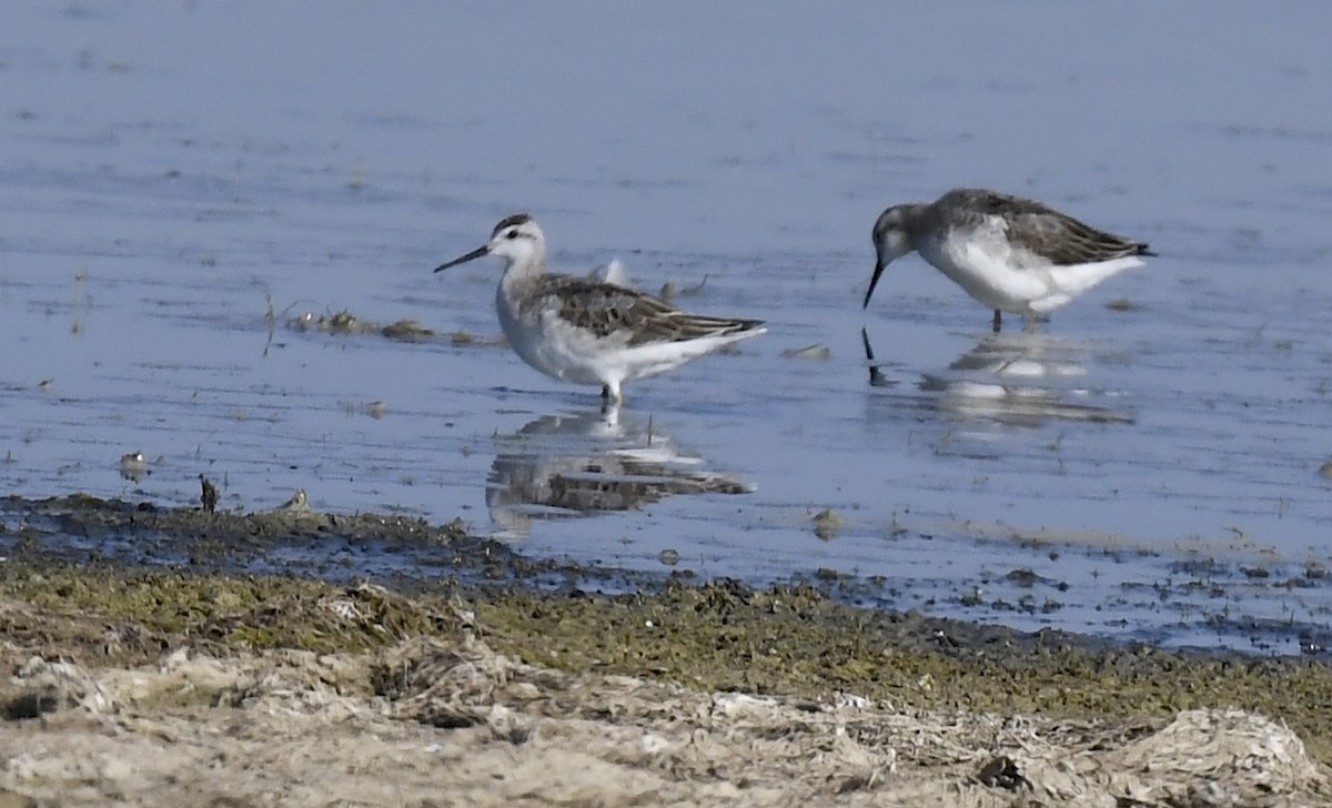 lyskonoh dlouhozobý - ML647773440