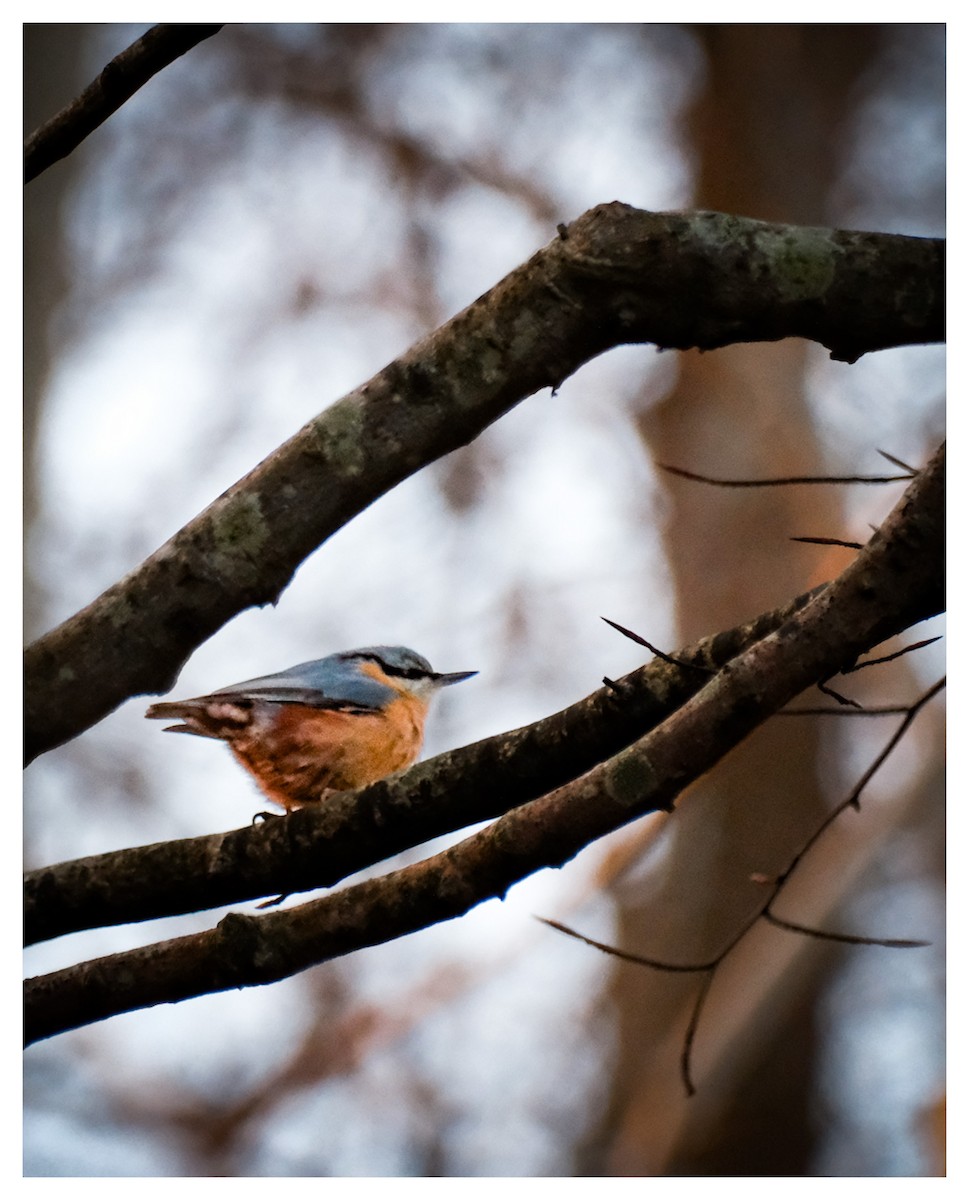 Garrapo eurasiarra - ML647773463