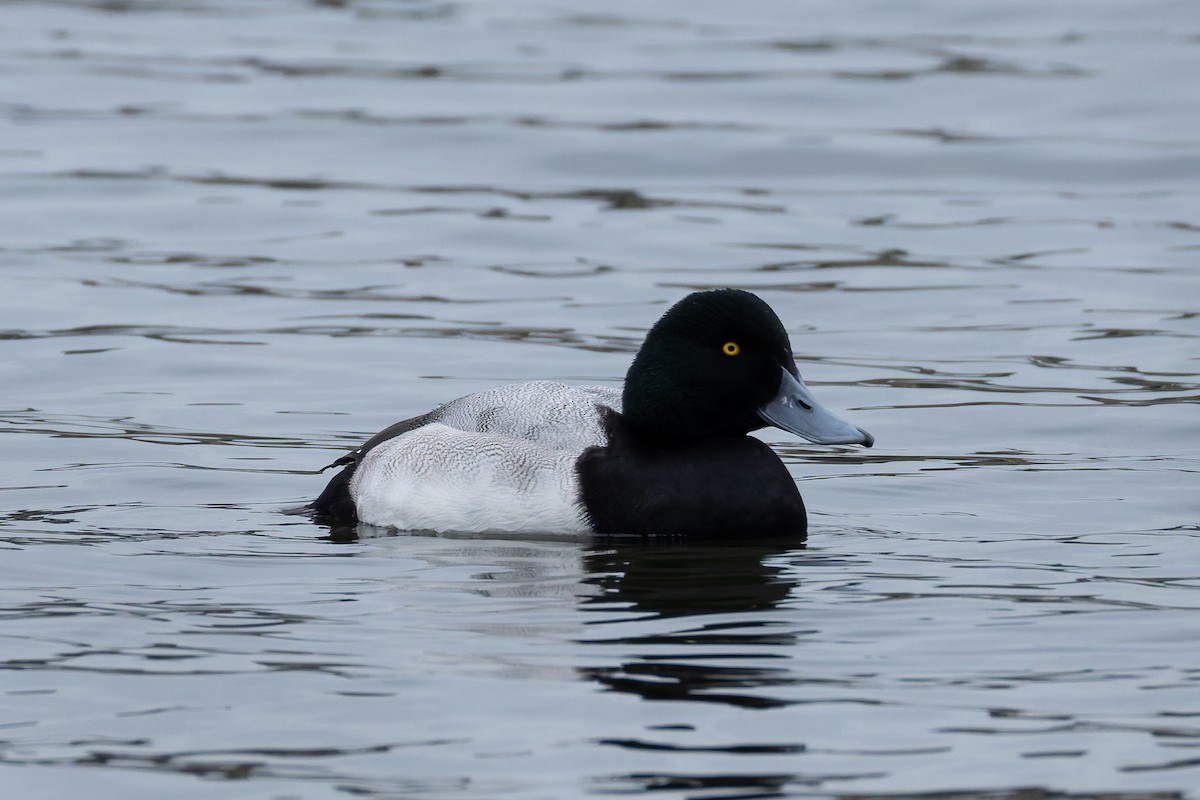 Морская чернеть - ML647773503