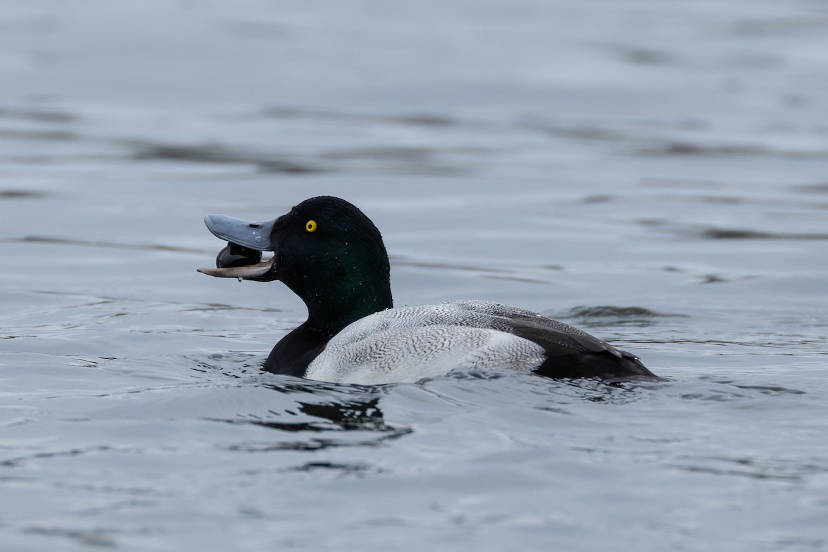 Морская чернеть - ML647773504