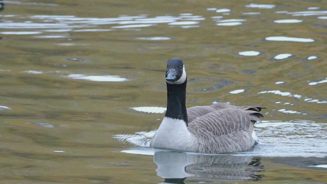 berneška velká - ML647773514